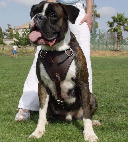 Agitation-protection-Boxer-leather-dog-harness_LRG.jpg