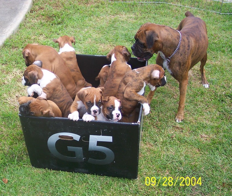 Boxer_Puppies.jpg