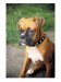 Boxer-Puppy_Picture.jpg